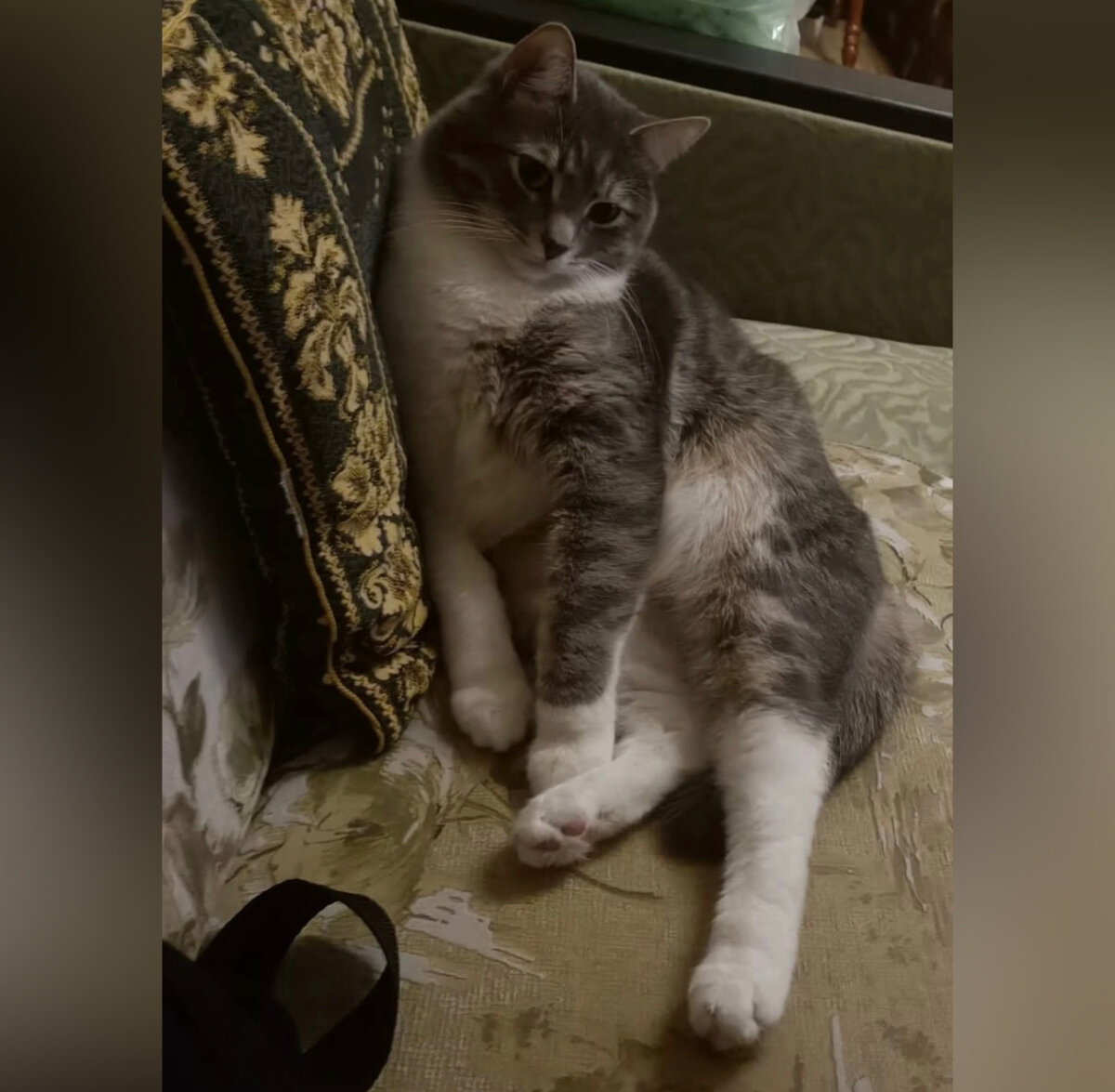 Кошка счастья Кошка счастья