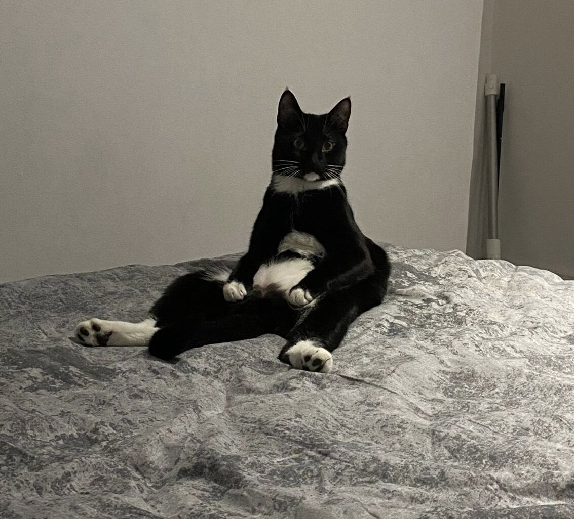 Белая птица. Дети радуются жизни. Ирина орлова тюмень. Птица на руке. Добра лети.