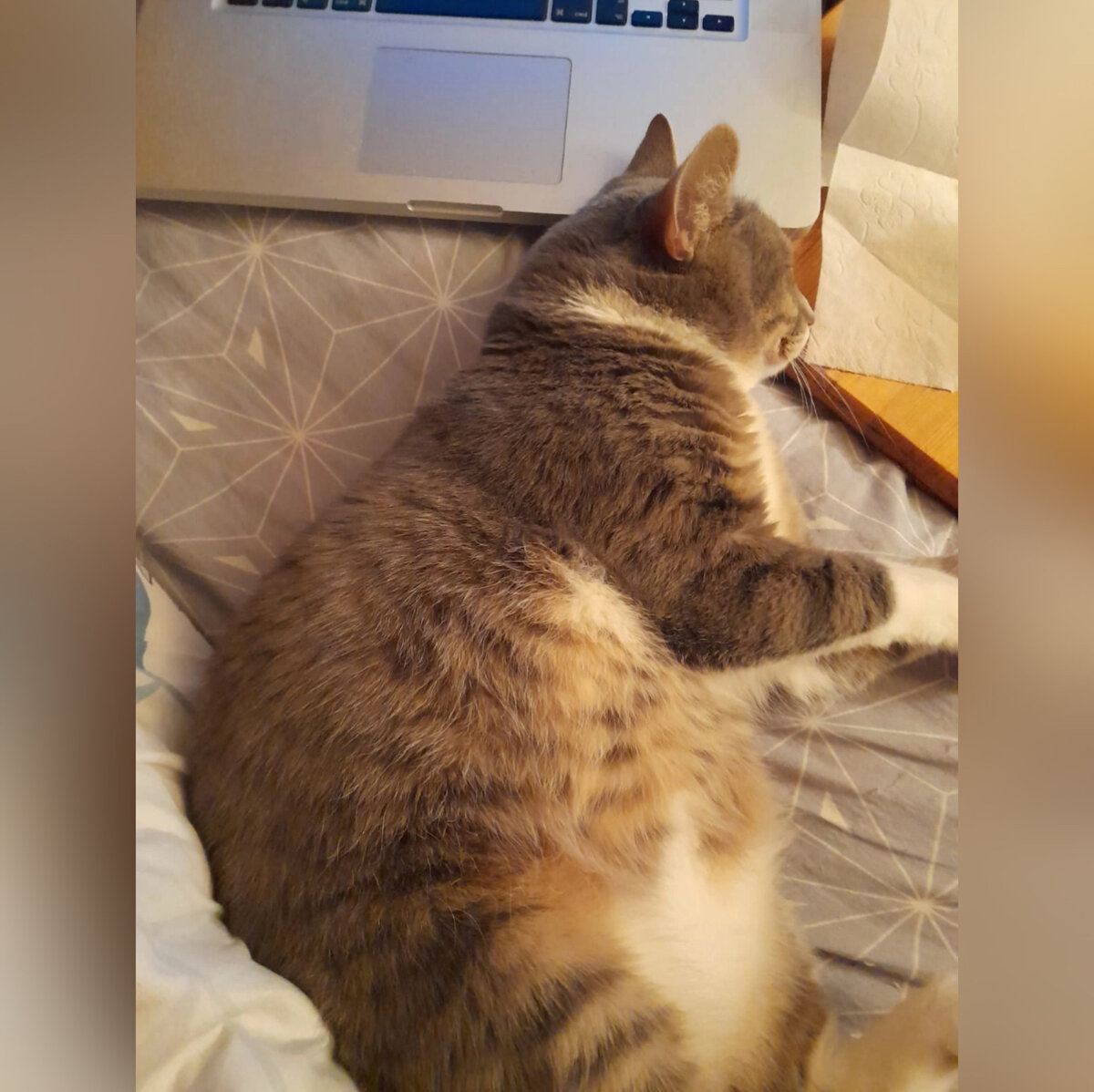 Лети лети лепесток через запад на восток через север через юг. Лити лити лепесток чере западна на восток. Лишь коснешься ты земли быть по-моему вели. Лишь коснешься ты земли быть по-моему вели. Лети лети возвращайся.