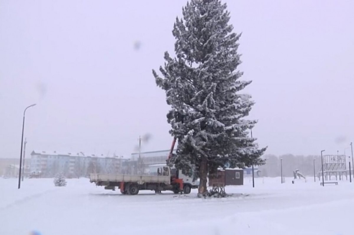    Чиновники не просто украли ель, но и установили её в городе на радость жителям.