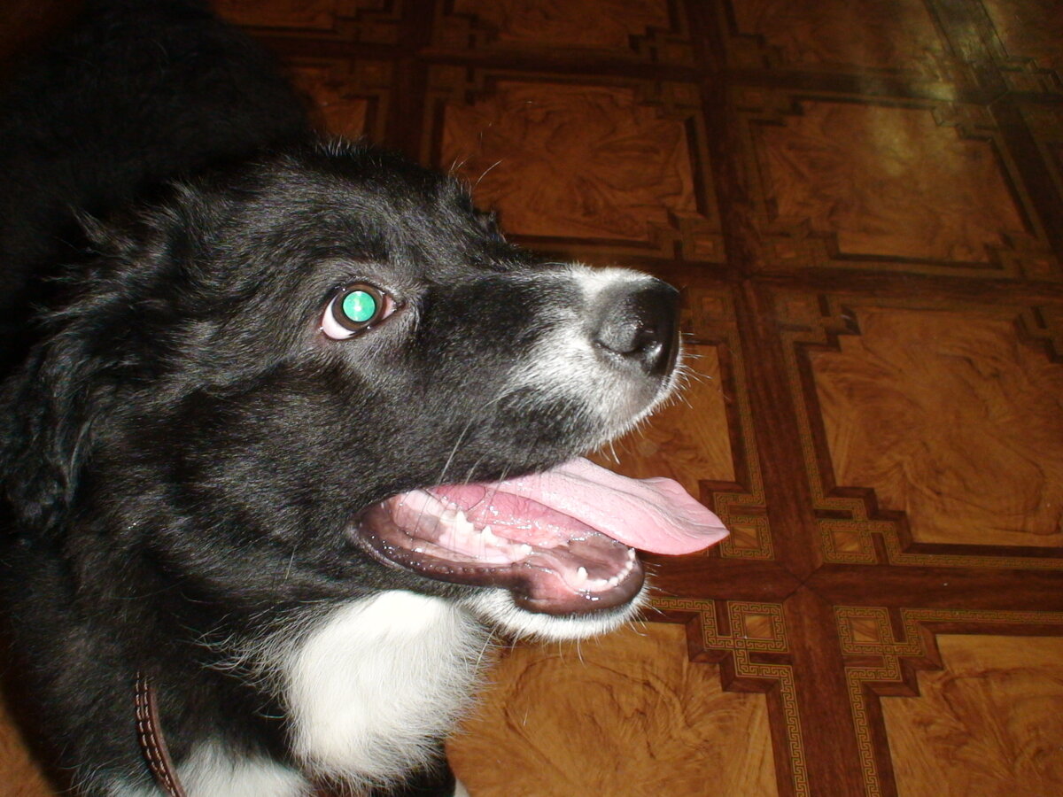 Это маленький Грэй