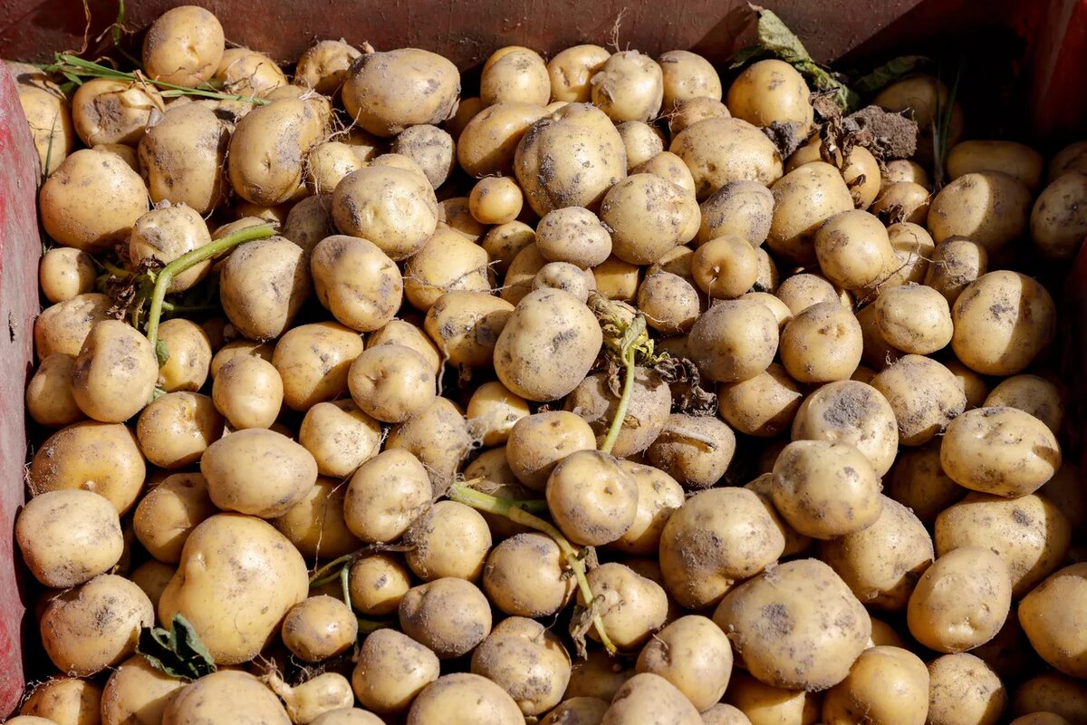 Урожай картофеля © AFP 2023 / LUDOVIC MARIN