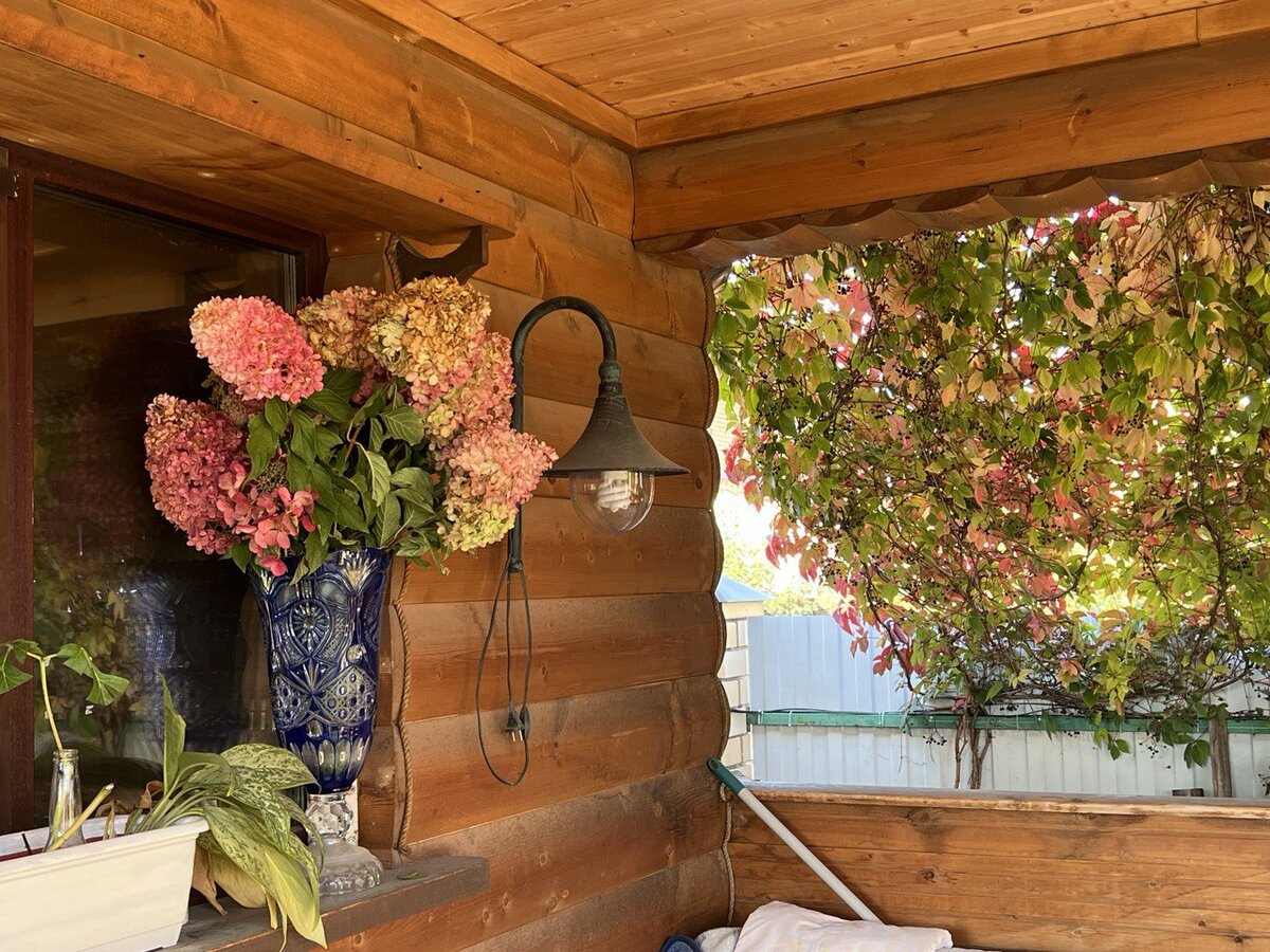 Ширма из девичьего винограда