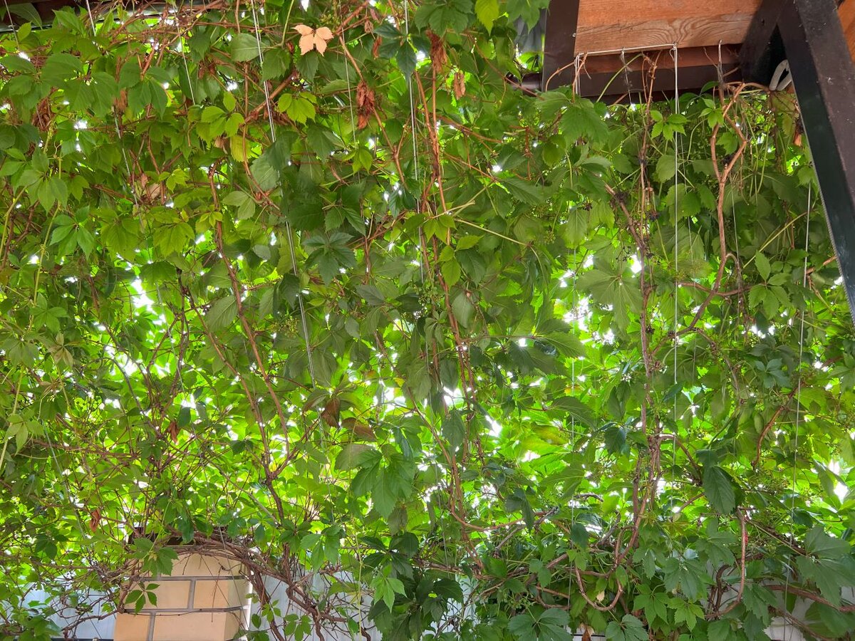 Заросли девичьего винограда