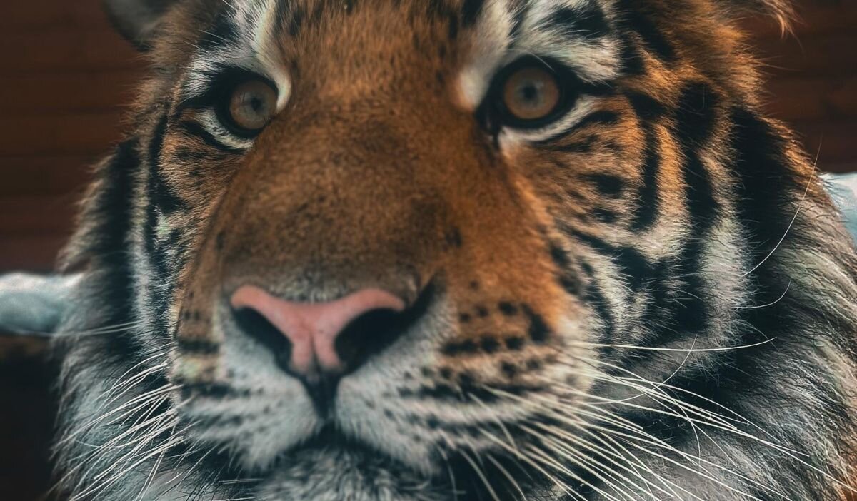     Зевс. Источник: vk.com/spbzoopark Автор фото: Юлия Гилицкая
