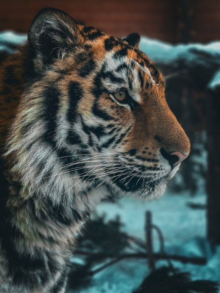     Зевс Источник: vk.com/spbzoopark Автор фото: Юлия Гилицкая