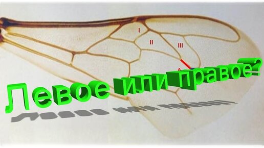 Профессор Кашковский: Морфометрия крыльев: правое или левое?