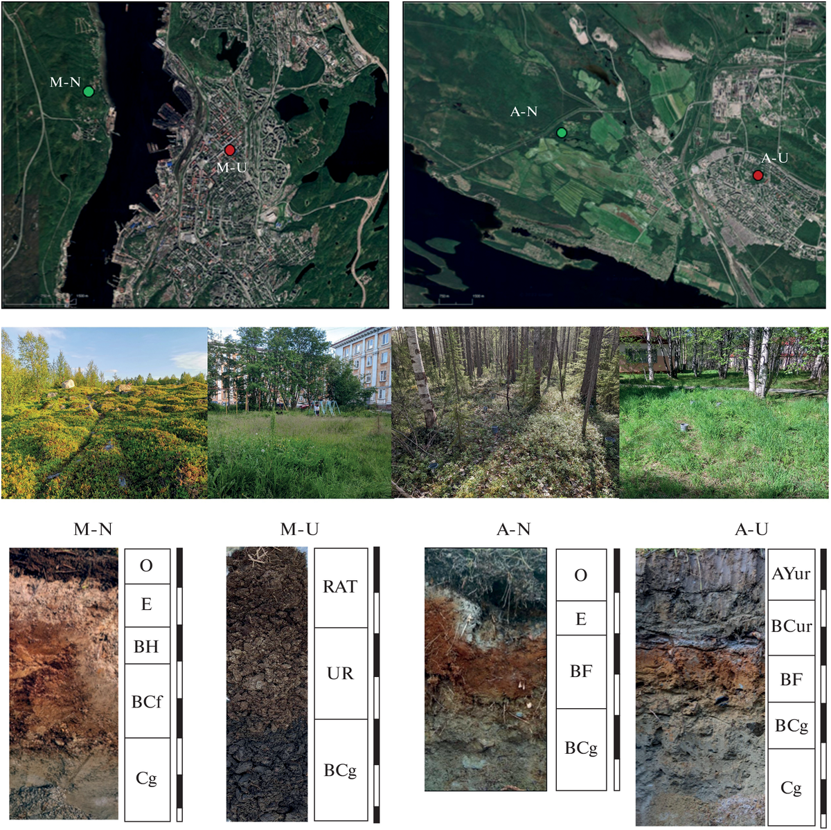 Места сбора образцов в Мурманске и Апатитах, а также профили почв городских и природных территорий. Источник: Korneykova et al. / Eurasian Soil Science, 2023