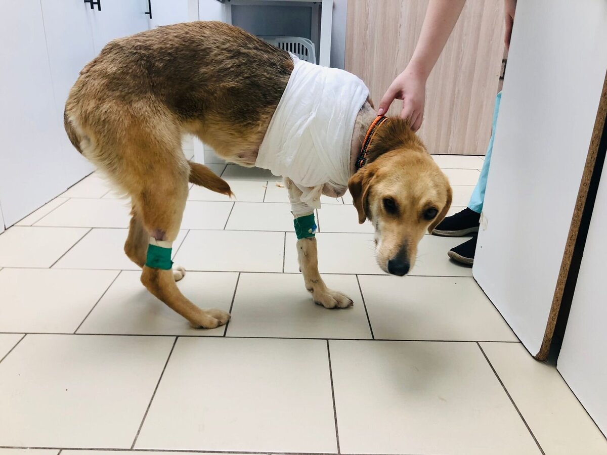 Бедненькая девочка...