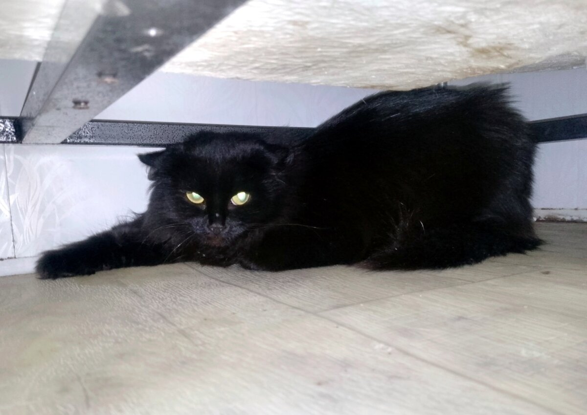 Маленький пушистый охотник за привидениями надёжно защитит дом от всякой нечисти