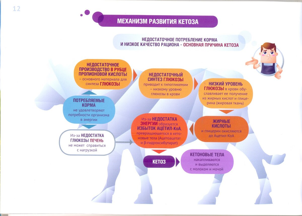 Показатели кетоза. Механизм развития кетоза. Кетоз как запустить.