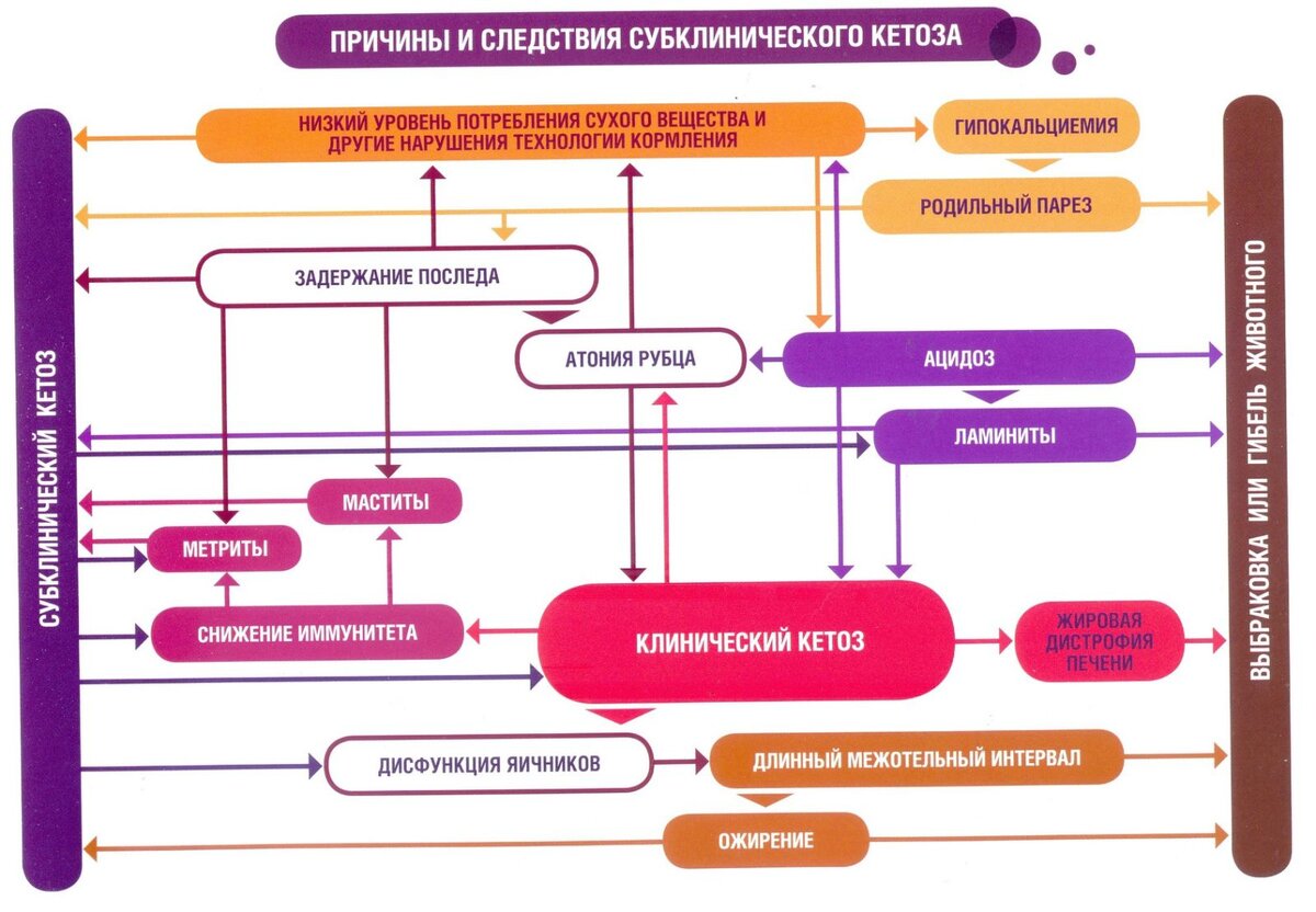 Оптимальная зона. Кето тест. Уровень сахара в крови при кетозе. Кетоз при голодании. Причины выхода из кетоза.