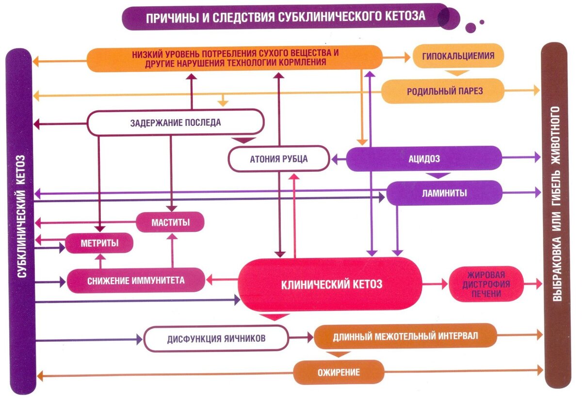 Диагностика кетоза