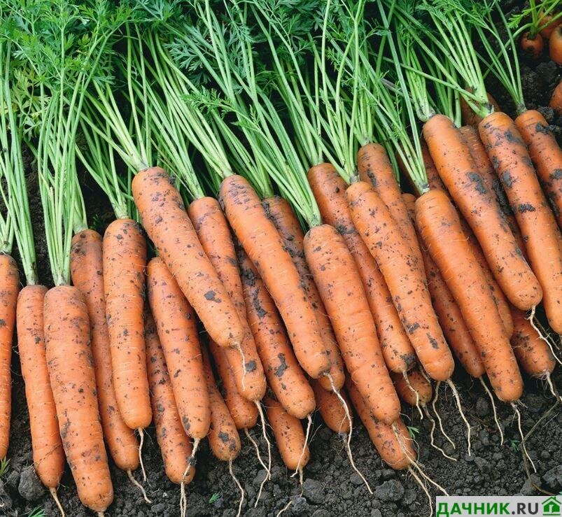  Сейчас в продаже огромное количество всевозможных сортов и гибридов моркови. И все как один производители семян утверждают, что после посева и несложного ухода вы получите сладкую и сочную морковку.