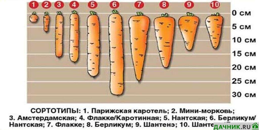  Сейчас в продаже огромное количество всевозможных сортов и гибридов моркови. И все как один производители семян утверждают, что после посева и несложного ухода вы получите сладкую и сочную морковку.-2