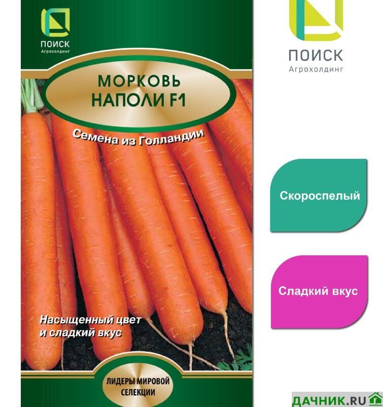 Сорта и гибриды моркови для Северо-Запада