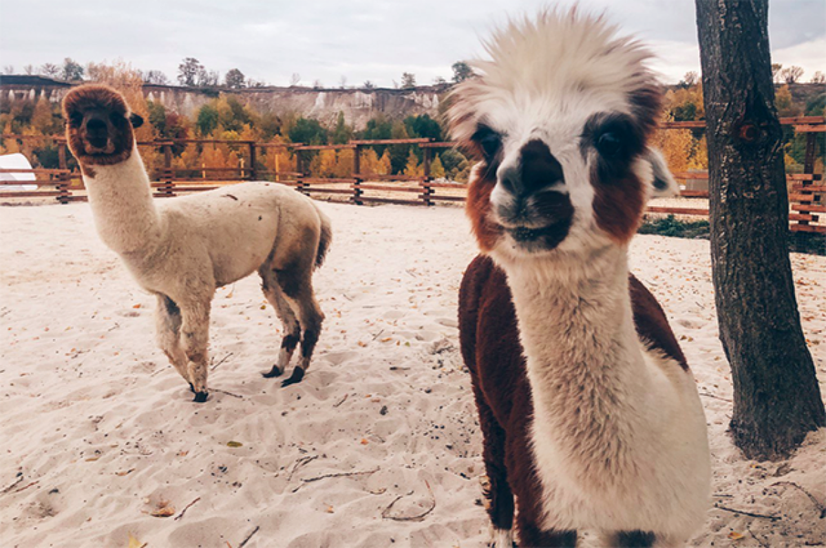    «Сапа»: ставропольскую ферму альпак проверяют из-за отсутствия лицензии
