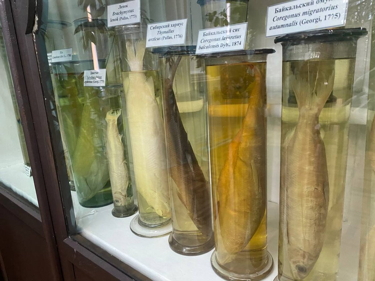 В 1994 году Музей получил статус самостоятельного подразделения в составе кафедры зоологии беспозвоночных ИГУ.