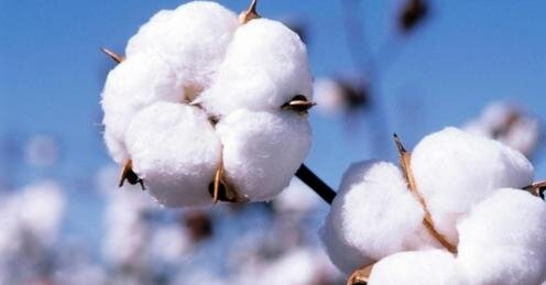 Фото с сайта uzex.uz