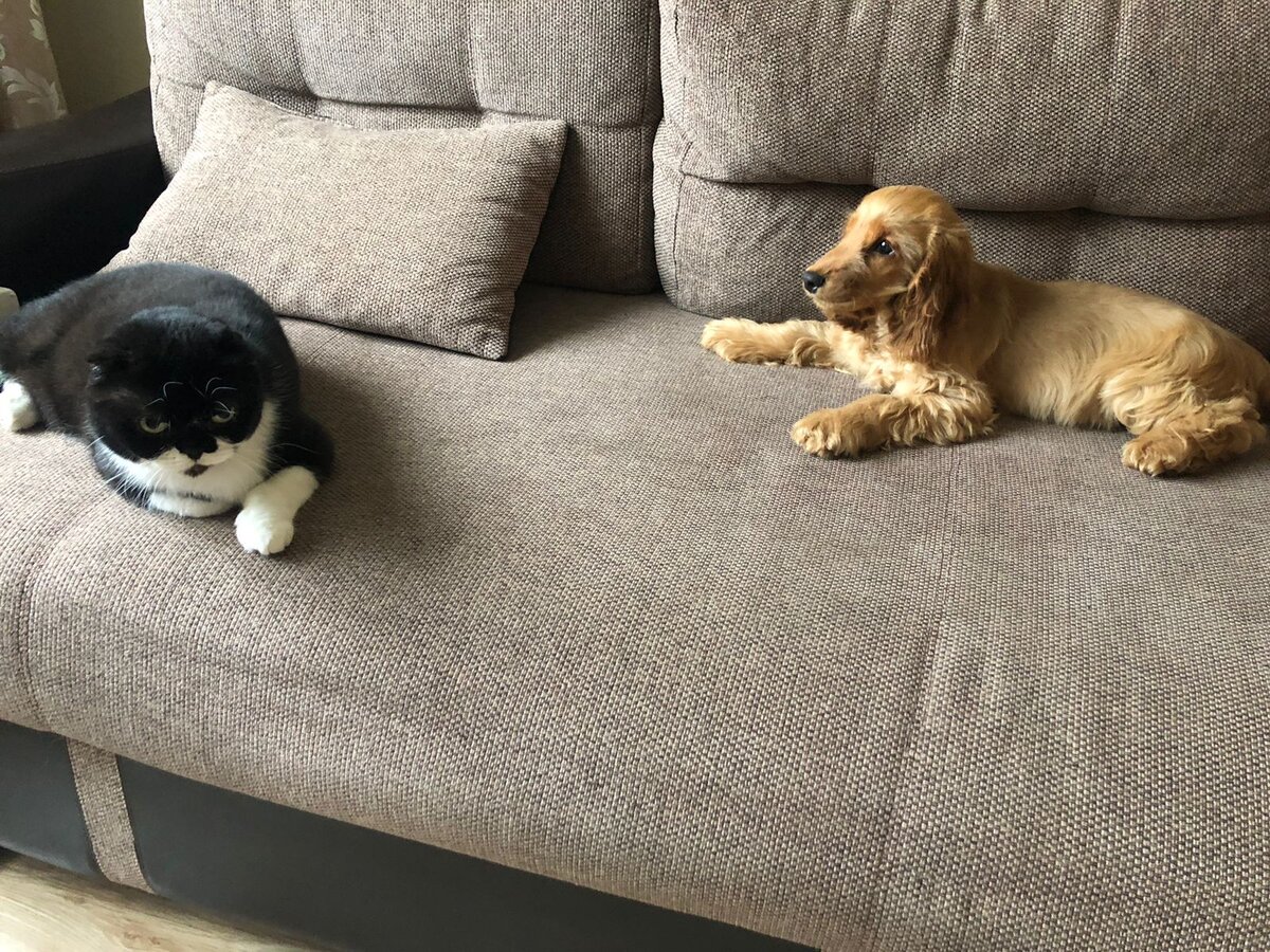 Видно что котику не комфортно)))