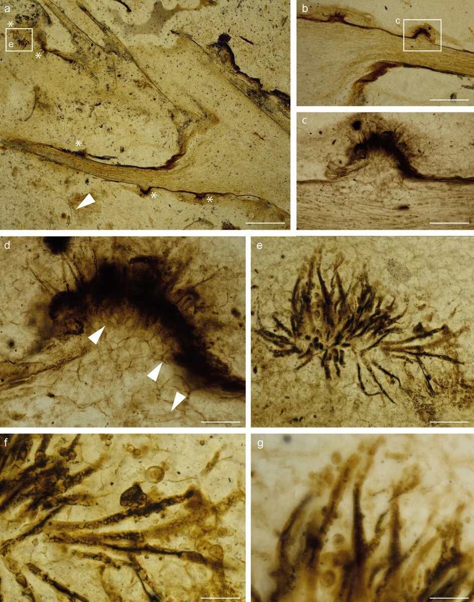 Potteromyces asteroxylicola, голотип в белом свете: а – расположение гриба (звездочки) вдоль воздушной оси и энации растения Asteroxylon mackiei; стрелка показывает останки животных; (b) реакция растения, вызванная грибковым поражением; (c, d) большее увеличение зоны в рамке из (b), показывающее пролиферацию растительных клеток в ответ на грибковую атаку; стрелки, показывающие гифы; д – конидиеносцы в пучке; (f) большее увеличение (e); g – конидиеносцы при большом увеличении, слегка сморщенные на дистальном конце, и конидии. Масштабные линейки – 900 мкм (а); 400 мкм (b); 120 мкм на (c), 45 мкм на (d), 85 мкм на (e), 35 мкм на (f, g). Изображение предоставлено: Струллу-Дерриен и др., doi: 10.1038/s41467-023-43276-1.