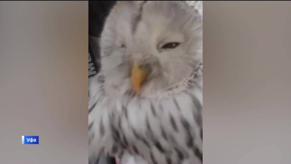    Неравнодушные уфимцы пришли на помощь покусанной воронами сове