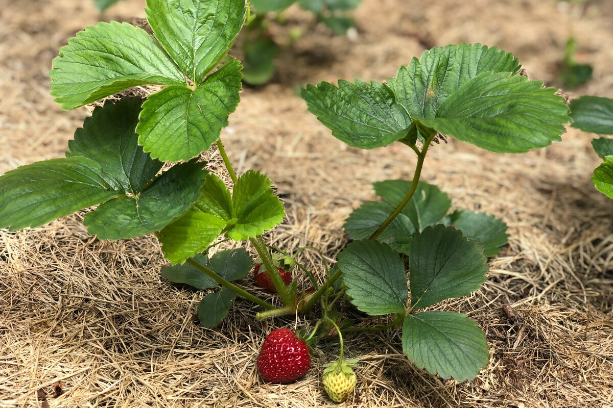     Как сделать подставку под клубнику своими руками: опоры, проверенные садоводами