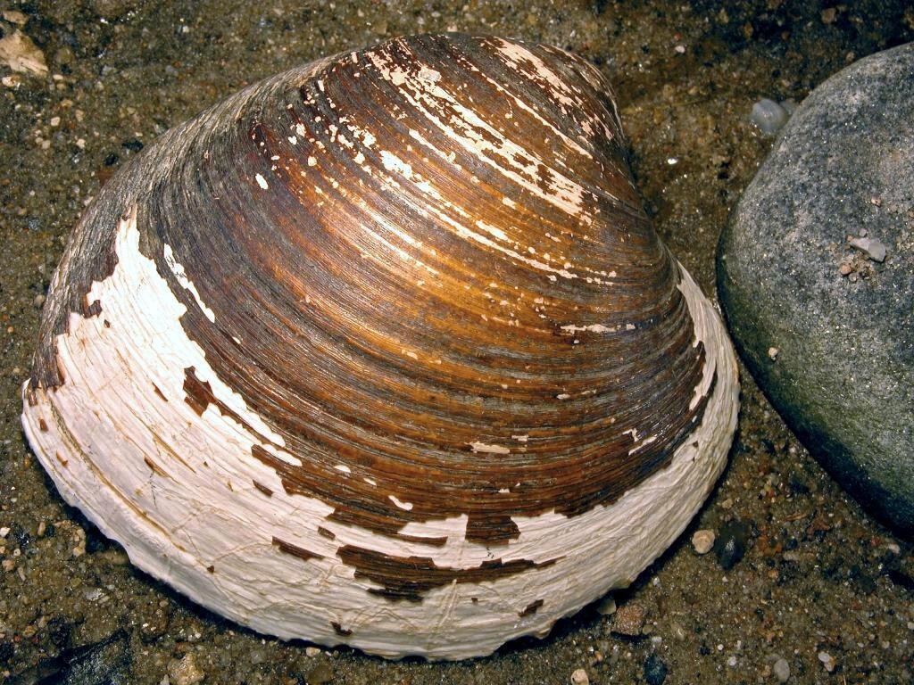 Моллюск на земле. Моллюски доклад. Арктика исландика моллюск. Моллюск океанический венус. Моллюск на земле.