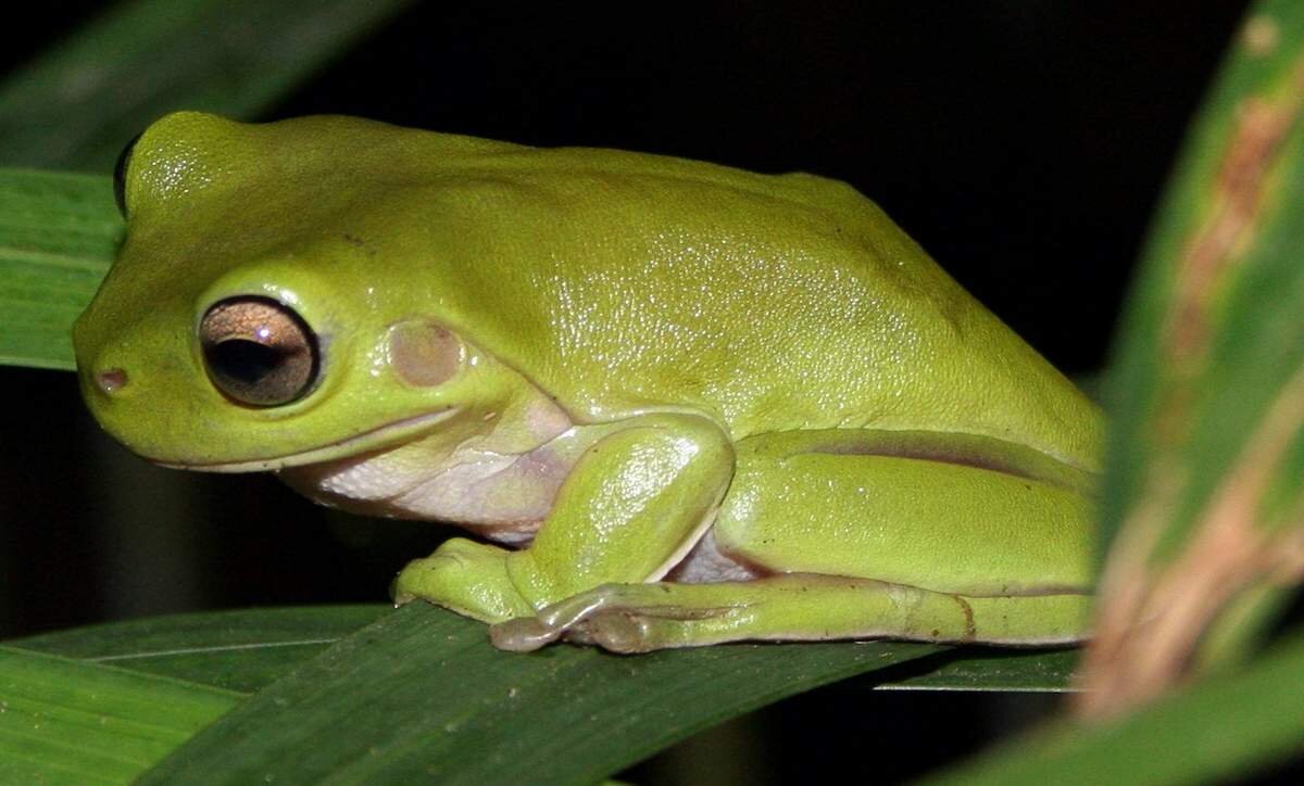 Эта квакша широко встречается в Западной Новой Гвинеи (Индонезия), Папуа-Новой Гвинее .