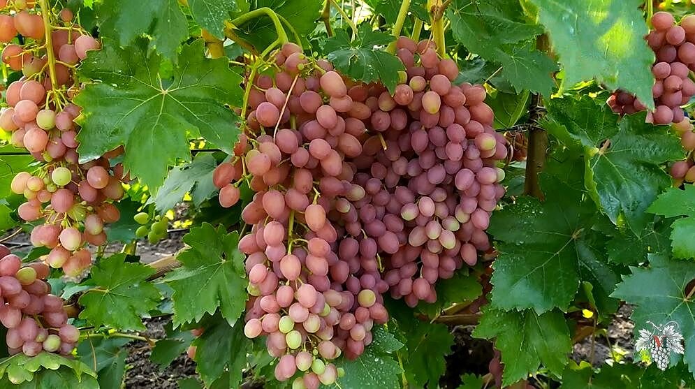 В данном выпуске я расскажу Вам о самом урожайном сорте винограда кишмиш. А именно, я расскажу Вам об урожае и особенностях сорта винограда Кишмиш Лучистый.