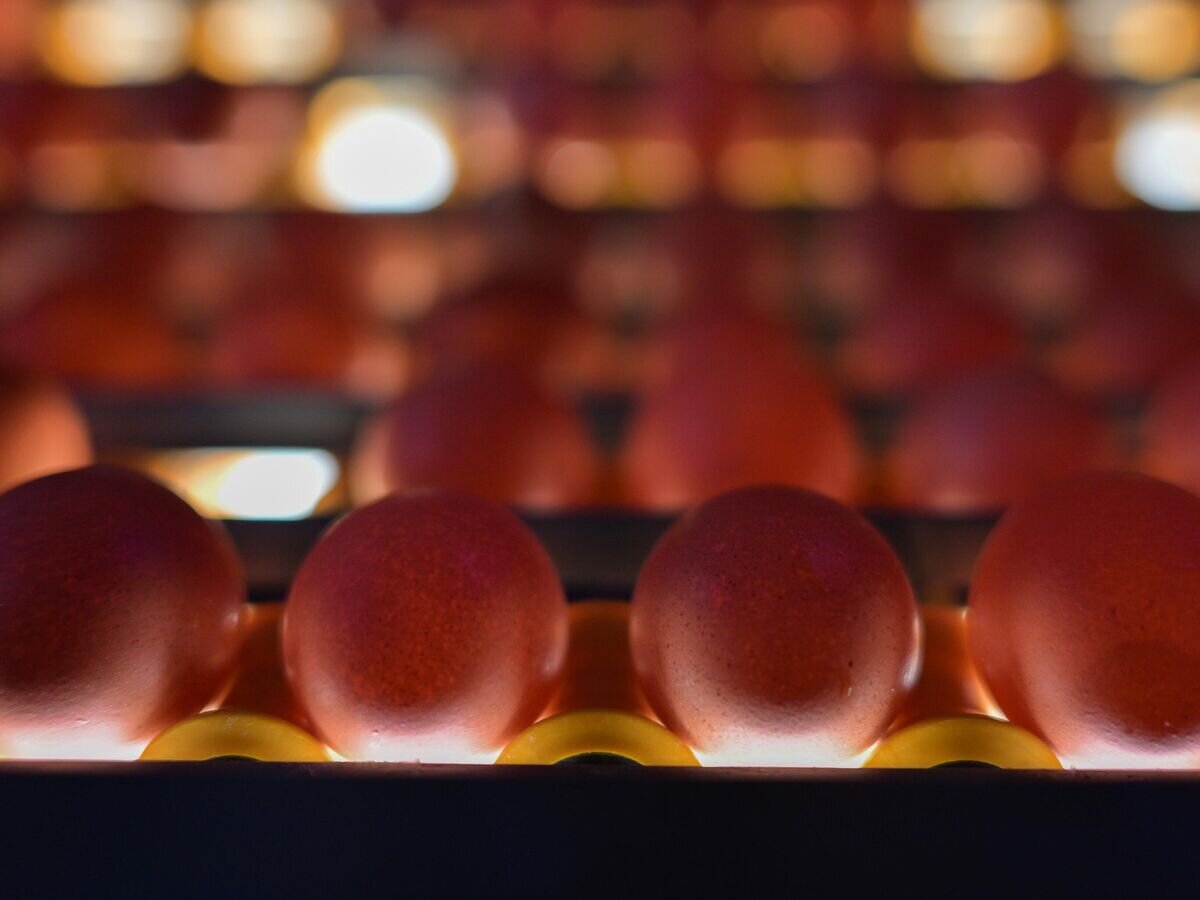    Яйца© РИА Новости / Александр Кряжев