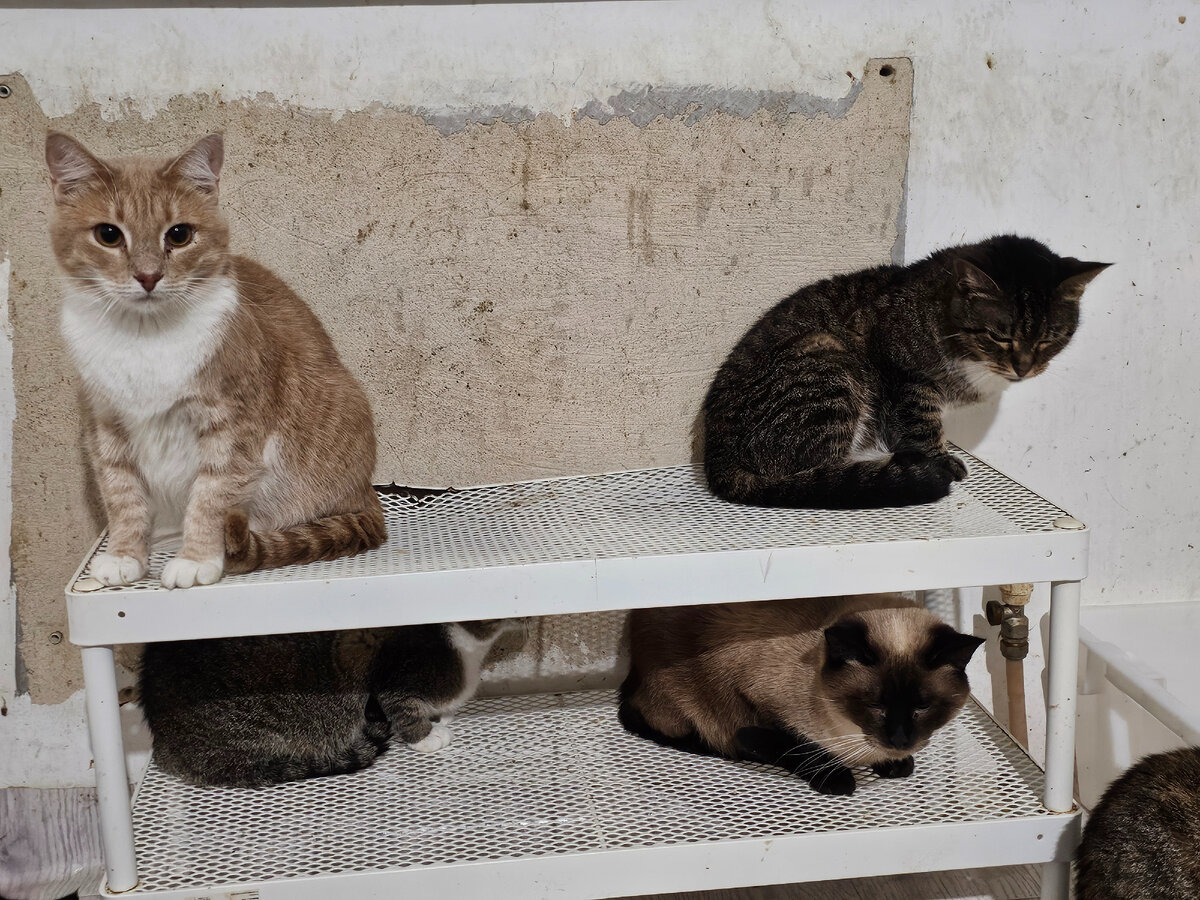 Фото автора. Котячьи посиделки.