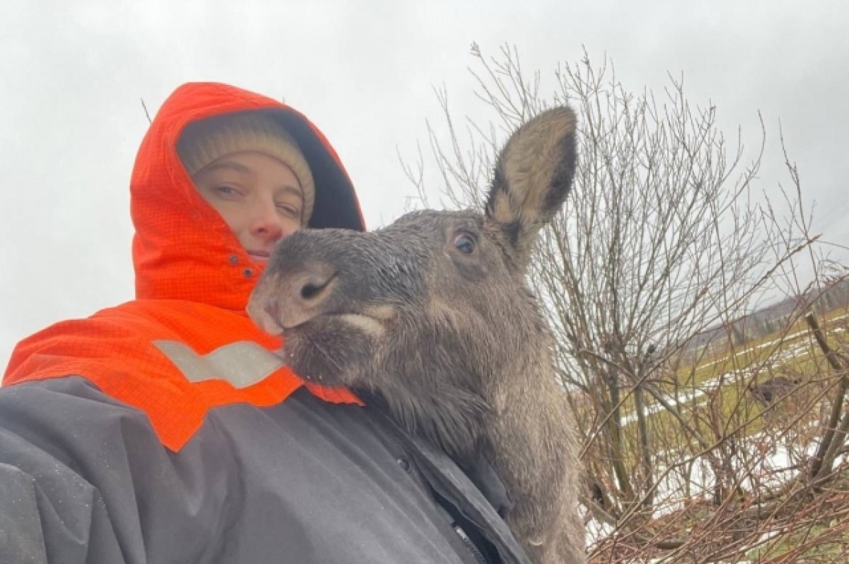    Томичка рассказала историю о спасении детеныша лося