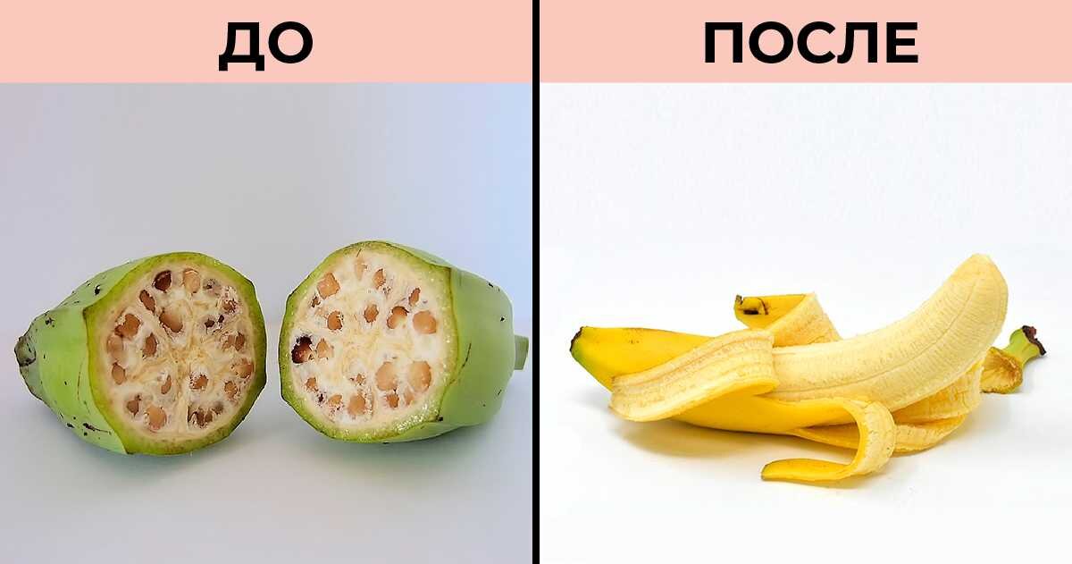 Как выглядели растения до селекции