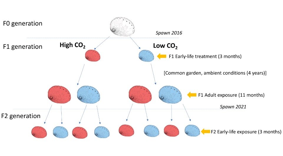   Isabelle Neylan et al. / Global Change Biology, 2023