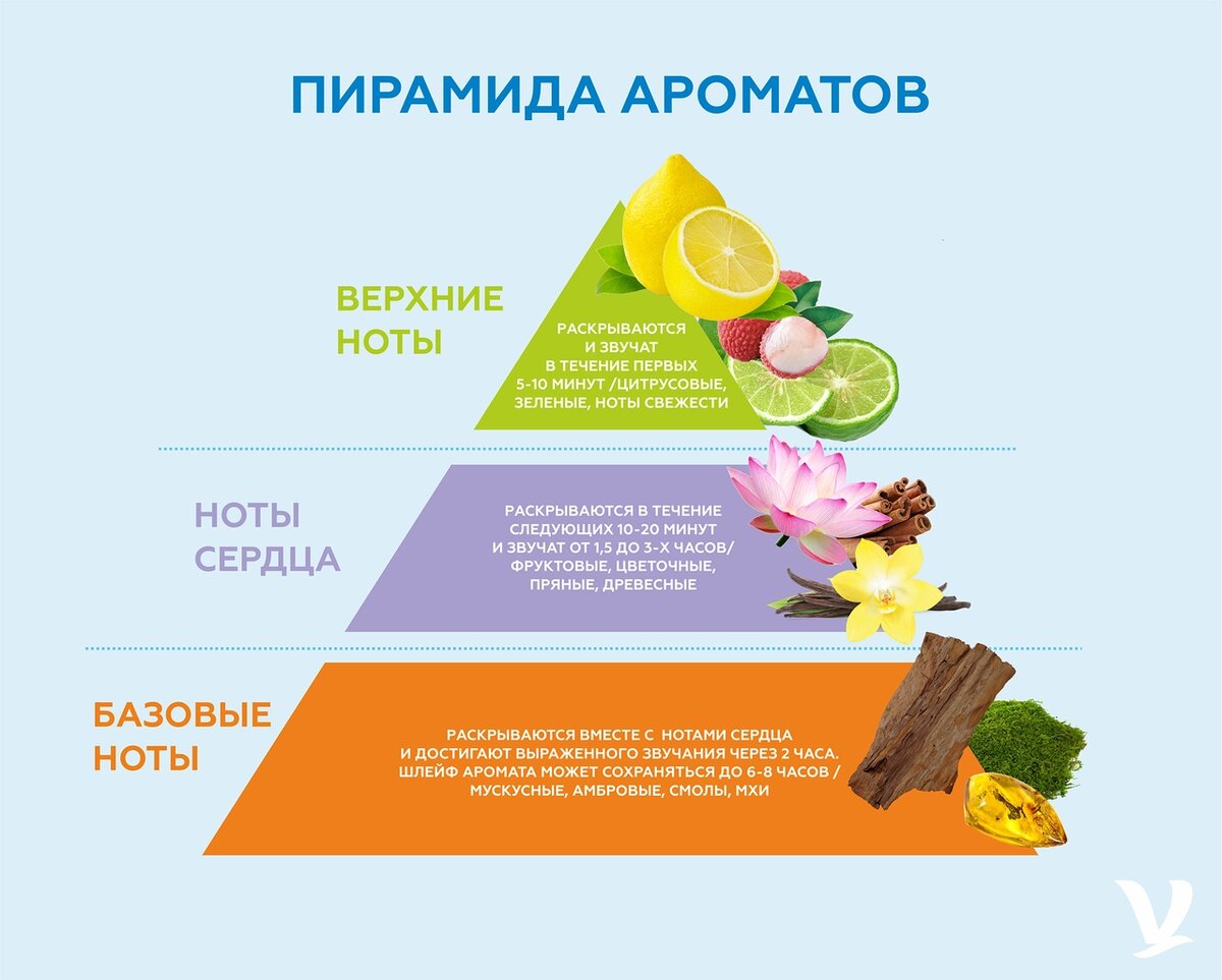 Основа аромата духов. Физиология запаха. Средние ноты в парфюмерии. Композиция аромата. Начальная нота в парфюмерии.