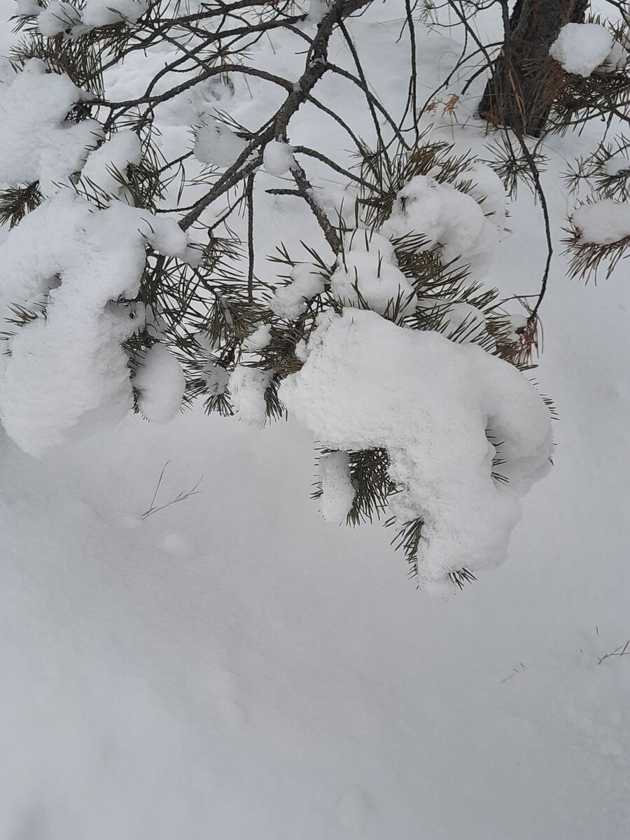 Фото автора.