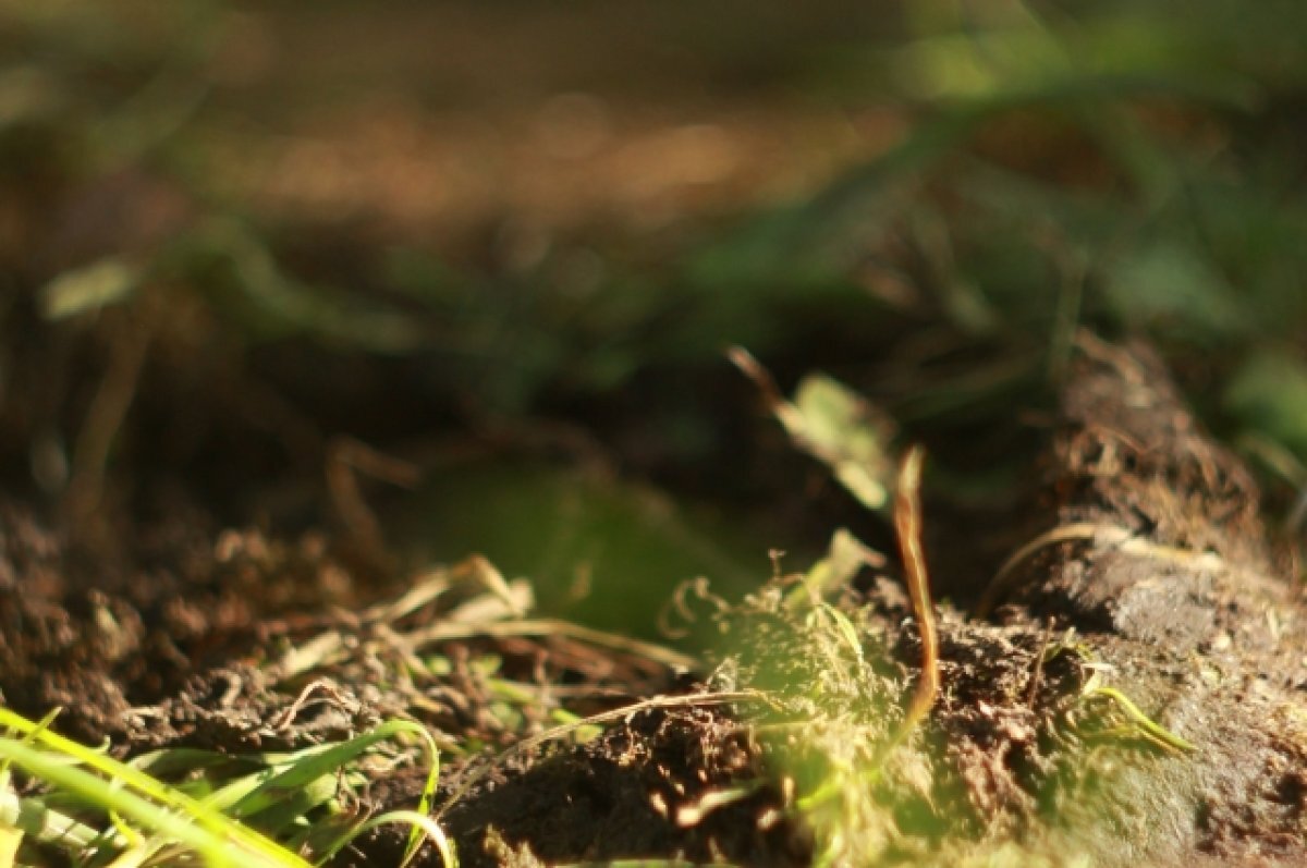    Воронежский учитель биологии признан одним из эконаставников года