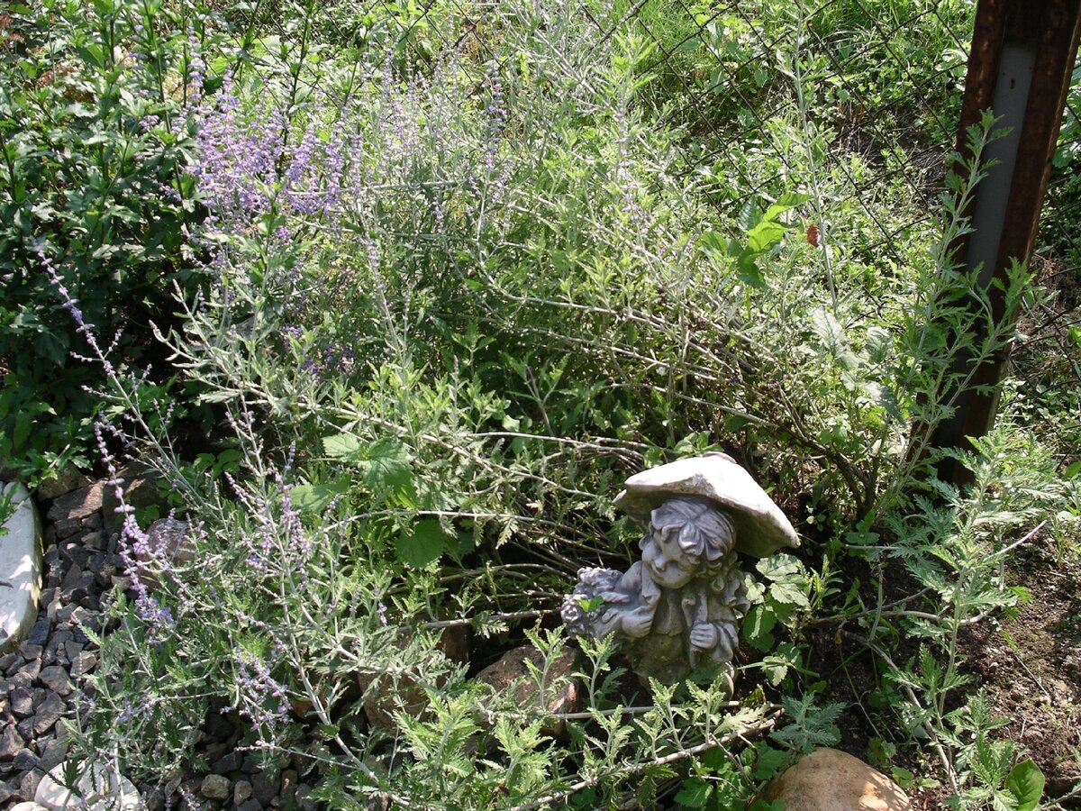 Перовски в моем саду