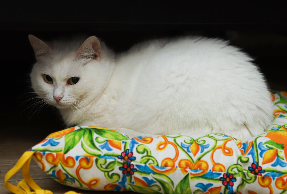 Разве такими должны быть будни кошек? Ни побегать, ни попрыгать...