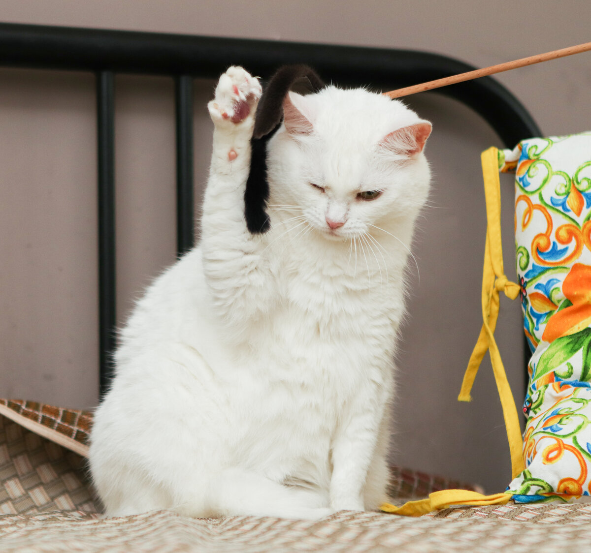 Все коты и кошки для Бэллы дураки