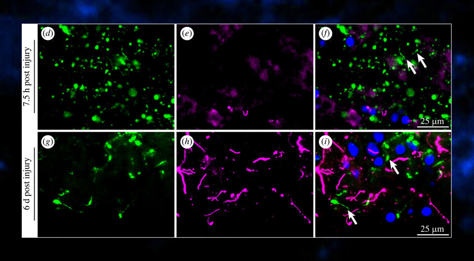   Ping K. Yip et al. / Open Biology, 2023