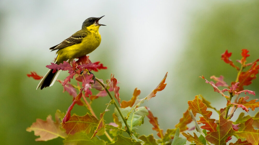    Фото: Shutterstock