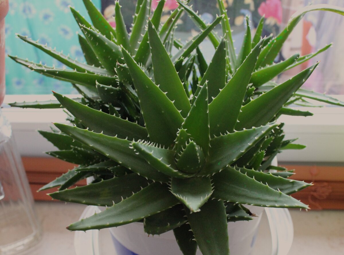 Алоэ - спасение от стареющей кожи.