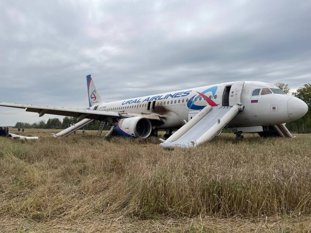 Самолёт сел в пшеницу. Фото: Анна Пашагина/КП-Новосибирск.
