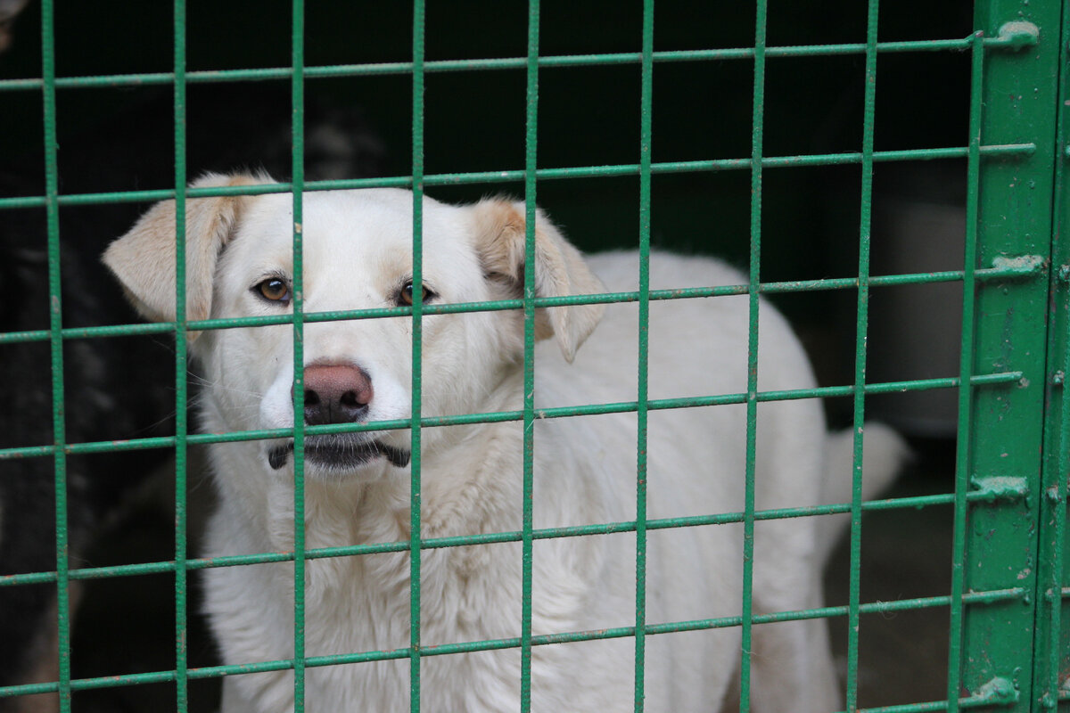 Очень душевная и добрая собака