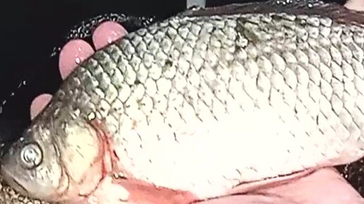 Одобрено_Food ☑️ | Караси на сковороде. Лучший рецепт жареной рыбы ...