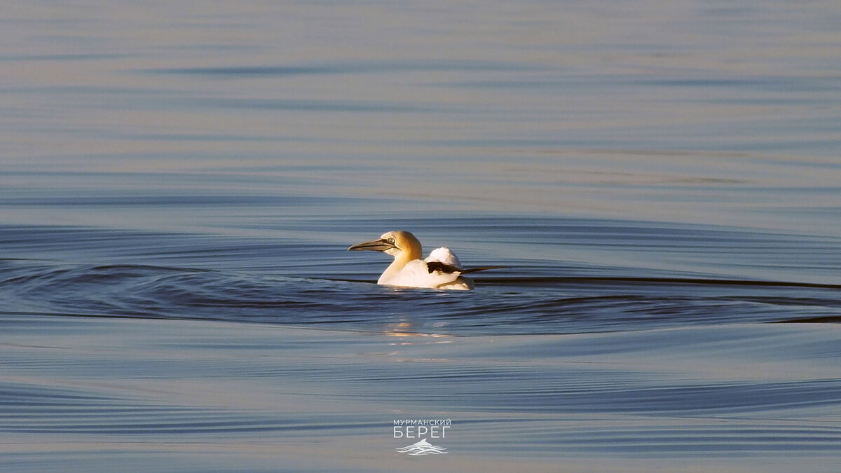 В штиль олуше сложнее взлететь.