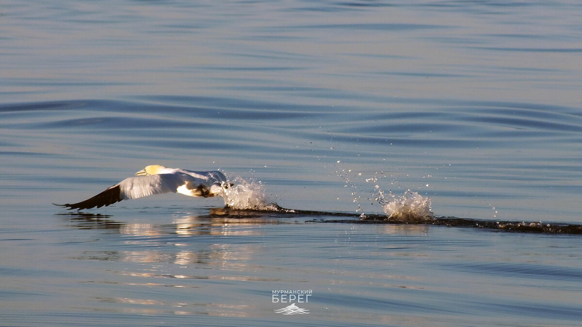 Олуша разбегается по воде, чтобы взлететь.