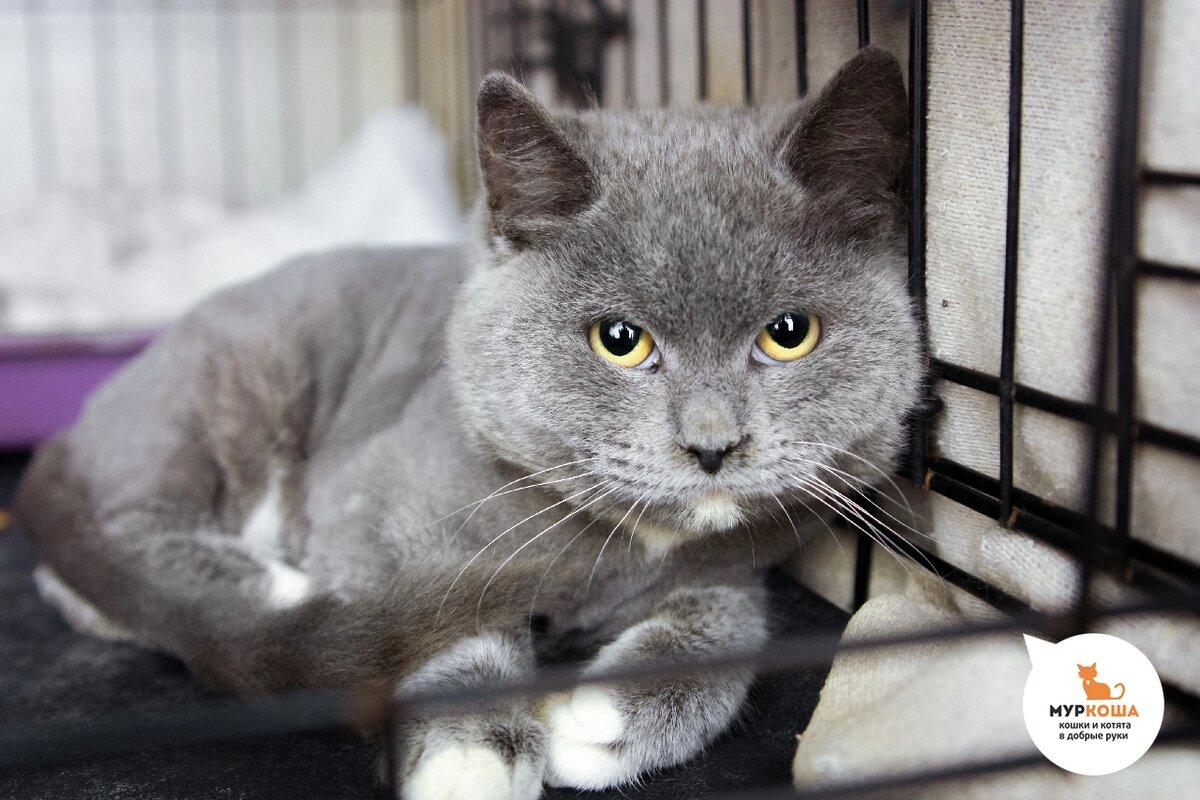 Жила на дачном участке. 